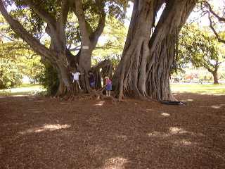 Banyan Tree 