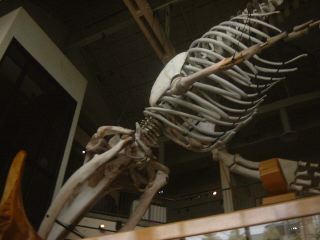 whale's bone#3